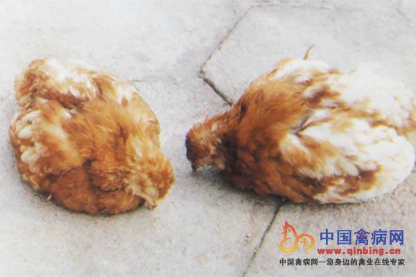 病鸡精神不振，极度沉郁