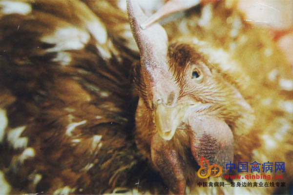 产蛋鸡感染禽流感（H5N1亚型），病鸡肿头肿脸，鸡冠、肉垂肿胀发紫