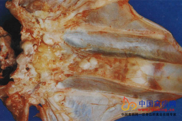 J型白血病病鸡龙骨出现肿瘤