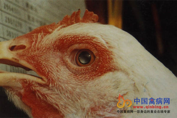 禽脑脊髓炎康复鸡眼晶体状颜色变浅，瞳孔放大，失明