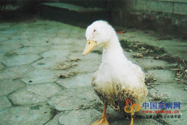 49日龄樱桃谷鸭感染禽流感（H5N1亚型）出现神经症状，弯头，肿眼、流泪